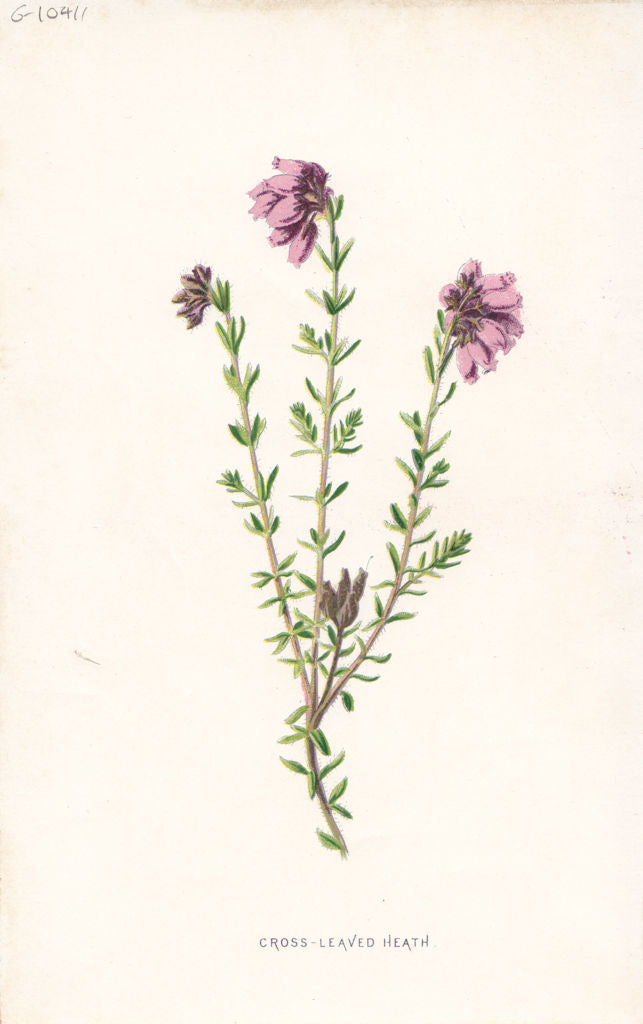 FLOWERS. Cross-Leaved Heath c1895 old antique vintage print picture